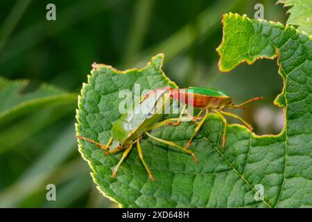 Due insetti di protezione verde accoppiati su una foglia Foto Stock