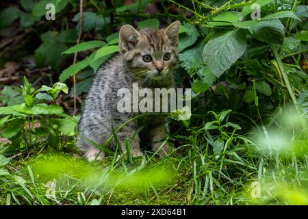gatto selvatico europeo / gatto selvatico (Felis silvestris silvestris) gattino di 7 settimane nascosto nel sottobosco / boschetto con cespugli bramble in primavera Foto Stock