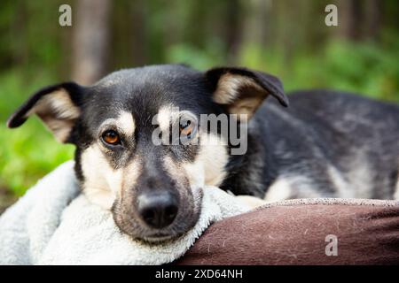 Un cane di salvataggio di razza mista riposa nel suo letto durante un viaggio in campeggio nella Kananaskis Country, una popolare area escursionistica e campeggio in Alberta, Canada Foto Stock