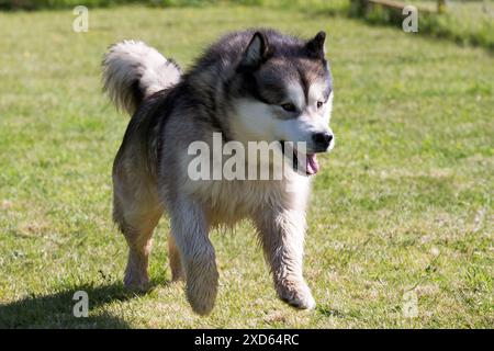 Cane Malamute dell'Alaska che corre sull'erba Foto Stock