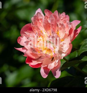 Fiore di peonia rosa semi-doppio. Il fascino dei coralli di Peony. Sfondo fiore di peonia. Sfondo. Foto Stock