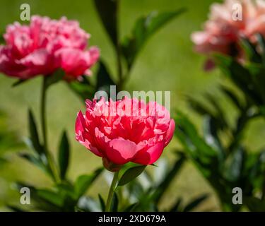 Semi-doppi fiori di peonia rosa. Sfondo di fiori di peonia. Sfondo. Foto Stock