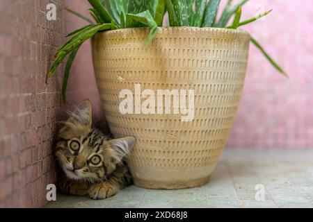 Simpatico gattino nascosto dietro una grande pianta di aloe vera in vaso. Cattura un momento di curiosità e giocosità. Foto Stock