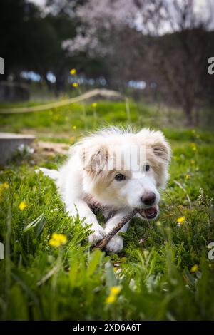 cucciolo di border collie che gioca con un bastone in giardino Foto Stock