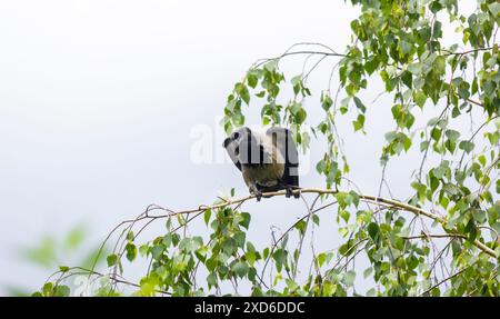 Un corvo comune seduto su un ramo di betulla verde in estate. Un uccello piumato nero si frappone su un ramo. Foto Stock