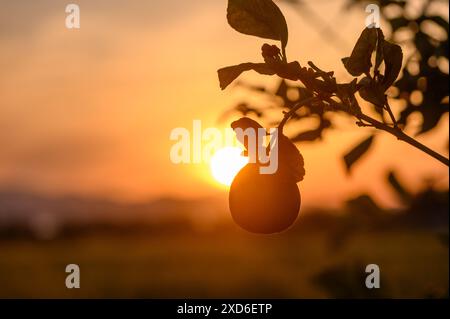 frutta al limone su un ramo nel giardino sullo sfondo del tramonto Foto Stock