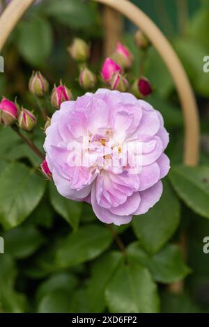 Primo piano di Rosa Blush Noisette. Una bellissima rosa che si arrampica in fiore a giugno in un giardino inglese, Inghilterra, Regno Unito Foto Stock