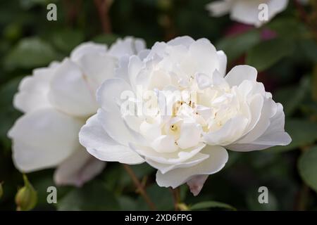 Primo piano di un David Austin Rose di nome Rosa Desdemona. Una rosa di arbusto inglese bianco che fiorisce a giugno in un giardino inglese. Inghilterra, Regno Unito Foto Stock