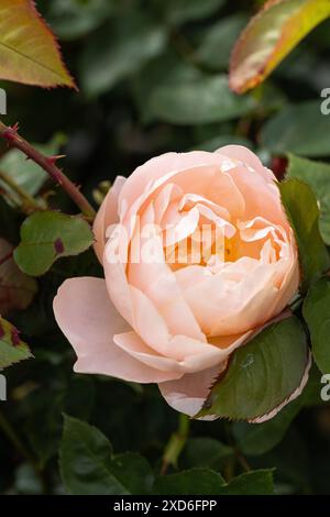 Primo piano di un David Austin Rose chiamato Rosa il generoso giardiniere. Una bellissima rosa albicocca inglese per arrampicate, Inghilterra, Regno Unito Foto Stock