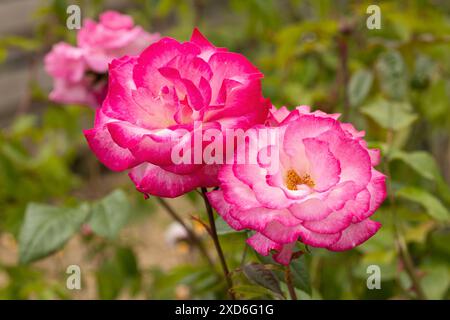 Primo piano di Rosa Handel. Una bellissima rosa che si arrampica in fiore a giugno in un giardino inglese, Inghilterra, Regno Unito Foto Stock