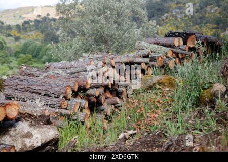 Una pila di tronchi appena tagliati in una lussureggiante area verde della foresta Foto Stock