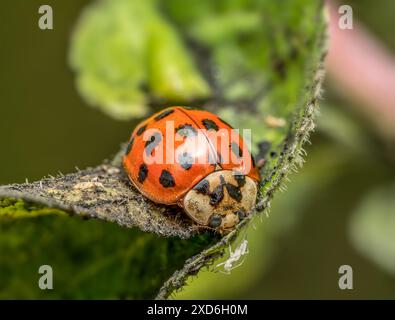 Primo piano dell'uccello asiatico su foglia verde che mangia l'afide Foto Stock