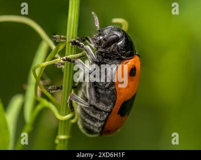 Shot macro di scarabeo della sacca di formiche seduto su un becco d'erba Foto Stock