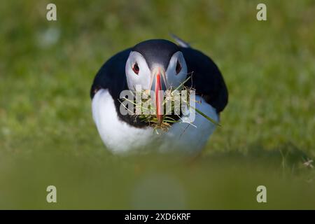 Una puffin che raccoglie i materiali di nidificazione. Foto Stock