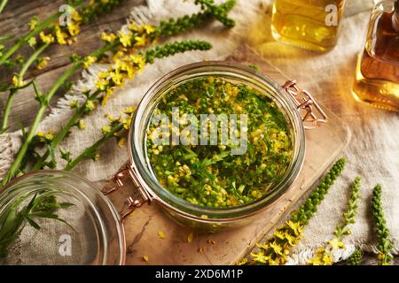 Preparazione di tintura a base di erbe da agrimonia in fiore fresco - macerazione di fiori tritati e foglie in alcol Foto Stock