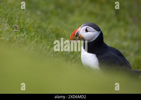 Una puffin che raccoglie i materiali di nidificazione. Foto Stock