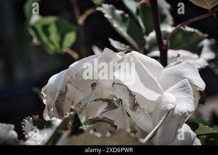 Un primo piano di una rosa bianca selvaggia con foglie verdi circostanti. I petali sono asciutti e arricciati, indicando che il fiore ha superato il suo primo. Foto Stock