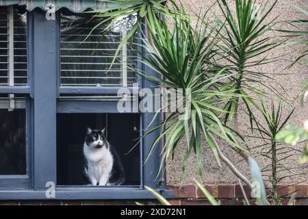 Gatti nazionali di Melbourne, Australia. Foto Stock