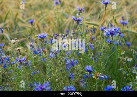 Bellissimi fiori di mais blu davanti a un campo di grano maturo per la raccolta Foto Stock