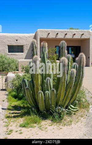 I cactus a canne d'organo si trovano all'ingresso del centro visitatori presso il Casa grande Ruins National Monument - Coolidge, Arizona, aprile 2024 Foto Stock