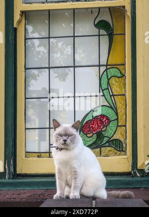 Gatti nazionali di Melbourne, Australia. Foto Stock