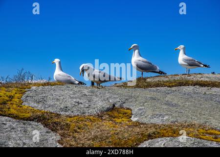 Grandi gabbiani dalla parte nera in piedi su una roccia a Peggy's Cove, nuova Scozia, Canada Foto Stock