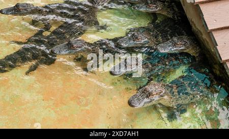 Alligatori giovani che nuotano in una fattoria di gatori della Florida di varie dimensioni. Foto Stock