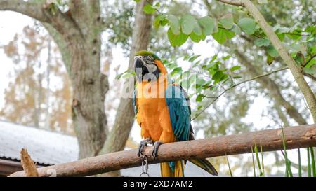 Pappagallo dai colori vivaci su un ramo con fogliame sfocato sullo sfondo Foto Stock