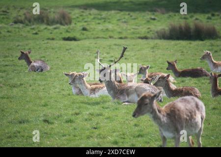 Richmond Park Foto Stock