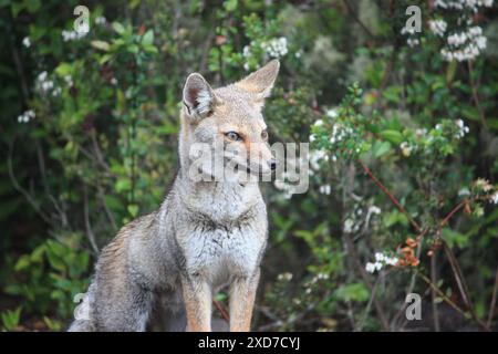 Zorro Gris Foto Stock