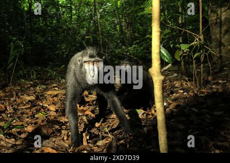 Due esemplari di macaco nero di Sulawesi (Macaca nigra) guardano curiosamente alla fotocamera mentre sono fotografati nella riserva naturale di Tangkoko, Indonesia. Foto Stock