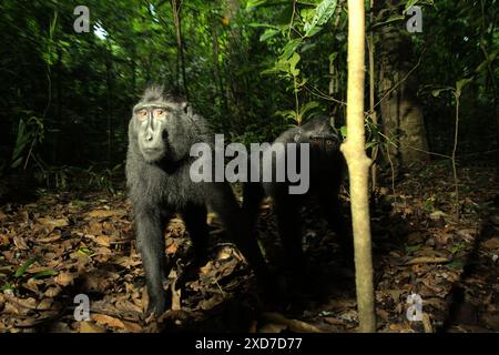 Due esemplari di macaco nero di Sulawesi (Macaca nigra) guardano curiosamente alla fotocamera mentre sono fotografati nella riserva naturale di Tangkoko, Indonesia. Foto Stock