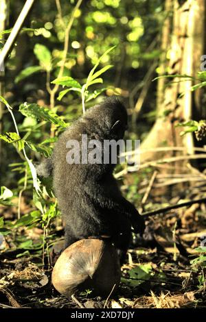 Ritratto posteriore di un giovane macaco crestato (Macaca nigra) seduto su un frutto di cocco nella foresta di Tangkoko, Sulawesi settentrionale, Indonesia. Foto Stock