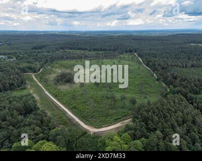 Vista aerea generale della foresta di Swinley vicino a Bracknell, Berkshire, Regno Unito. Foto Stock