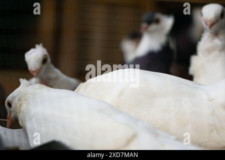 Gruppo di piccioni bianchi che mangiano nel recinto, fotografia di uccelli Foto Stock