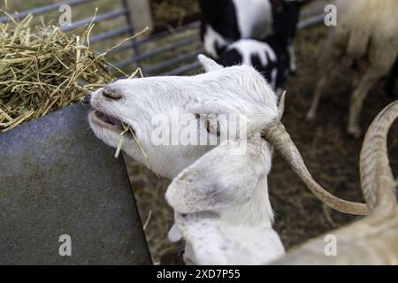 Dettaglio dell'animale mammifero in una fattoria, industriale Foto Stock