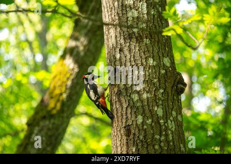Un picchio per bambini all'interno del nido del foro dell'albero. Picchio maculato (Dendrocopos Major) incastonato nel nido. Foto Stock
