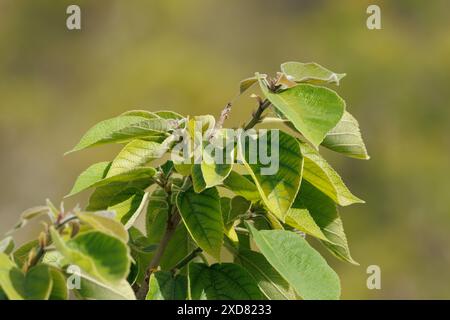 Foglie di gelso di carta (broussonetia papyrifera) al sole con bel bokeh, Alcoy, Spagna Foto Stock