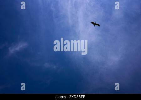 una cicogna che gira nel cielo in un giorno d'estate con nuvole bianche di cirrus Foto Stock