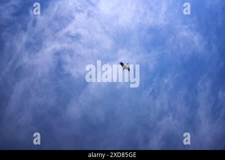 una cicogna che gira nel cielo in un giorno d'estate con nuvole bianche di cirrus Foto Stock