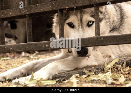 Husky siberiano che guarda sotto la porta del garage nelle calde giornate estive Foto Stock