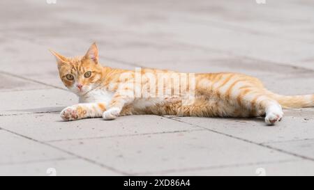 Gatto rosso steso sul marciapiede. Tabby arancione, comunemente chiamato gatto rosso o gatto dello zenzero disteso sulla strada del marciapiede. Foto Stock