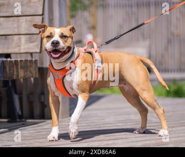 Grande abbronzatura rossastra e bulldog bianco Pit Bull al guinzaglio. Cane Stout American Staffordshire Pitbull Terrier. Foto Stock