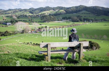 Uomo seduto su una panchina e godendo del panorama con pecore che pascolano sul prato. Parco regionale di Duder. Auckland. Foto Stock