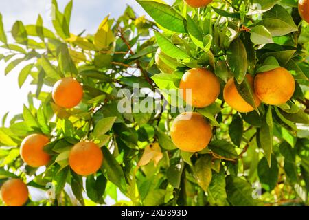 Arance mature appese all'albero prima della raccolta. Frutta matura brillante alla luce del sole in giardino. Agricoltura biologica. Cibo sano e ecologico. Foto Stock