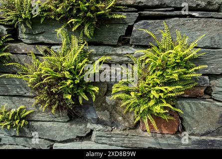 Felci di felce di felce di Maidenhair spleenwort che crescono in una parete di ardesia che murano Inghilterra Regno Unito Regno Unito Gran Bretagna Foto Stock