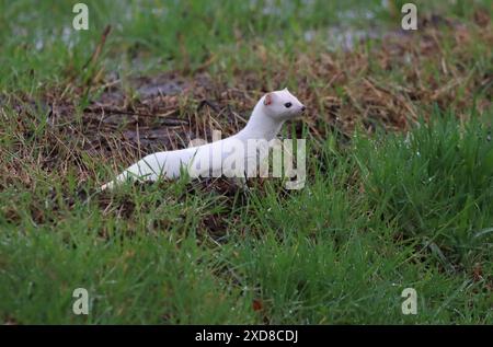 Stoat (Mustela erminea) in cappotto invernale. Foto Stock