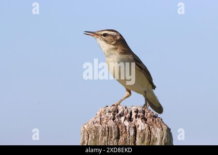 European Sedge Warbler (Acrocephalus schoenobaenus) in canzone, in posa su un palo. Foto Stock