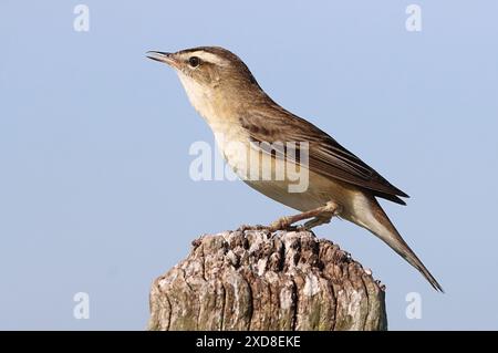 European Sedge Warbler (Acrocephalus schoenobaenus) in canzone, in posa su un palo. Foto Stock