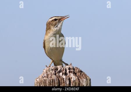 European Sedge Warbler (Acrocephalus schoenobaenus) in canzone, in posa su un palo. Foto Stock